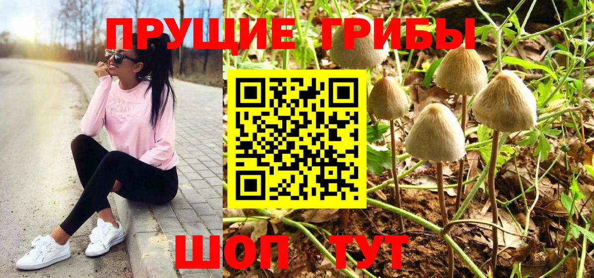 Галлюциногенные грибы Psilocybe Ялуторовск